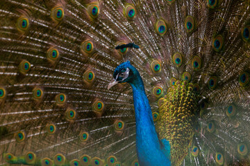 Obraz premium A beautiful male peacock fluffed a colorful multicolored tail