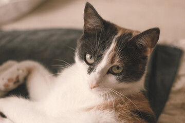 A sleepy tri-colored cat is lying alone on the bed with blurred background.