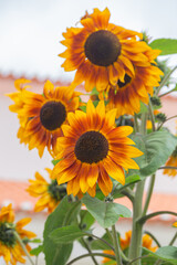 Obraz premium Beautiful decorative sunflowers in garden