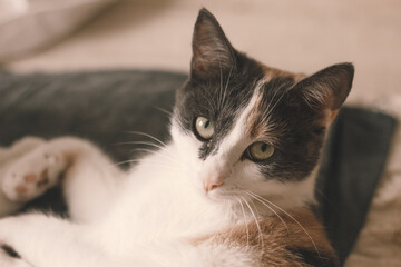 Beautiful tri-color cat laying down on bed