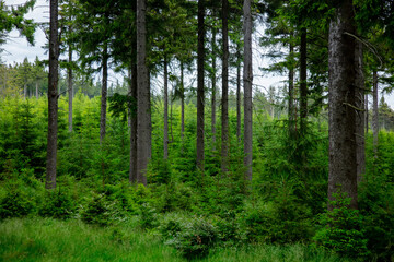 Pine tree forest in summer time in Sudetes, Poland