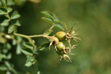 Grüne Hagebutten