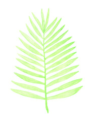 Watercolor Light tropical leaf. Isolated hand drawing illustration