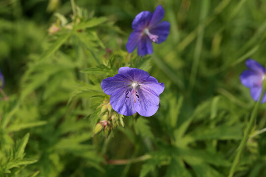 Delicate blue flowers of the meadow geranium
