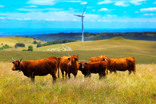 brown cow and wind mill- renewable energy in countryside in France