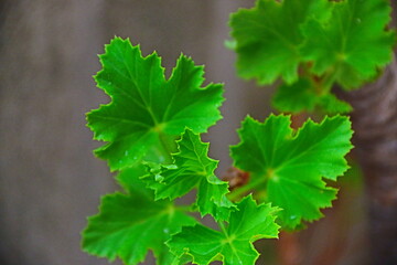 fondo naturaleza con hojas verdes en verano