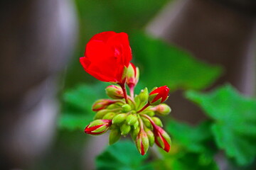 fondo naturaleza con flores  y plantas de colores vivos