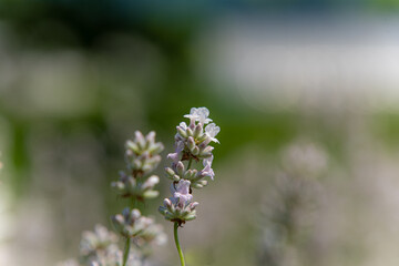 ファーム富田の白いラベンダー