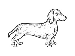 Dachshund sausage dog sketch engraving vector illustration. T-shirt apparel print design. Scratch board imitation. Black and white hand drawn image.