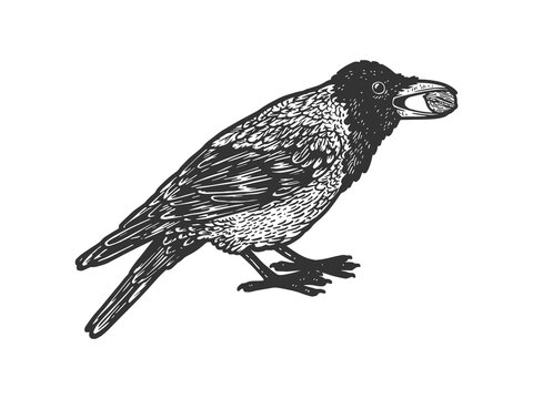 crow and nut sketch engraving vector illustration. T-shirt apparel print design. Scratch board imitation. Black and white hand drawn image.