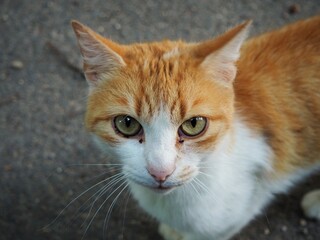 Seriously looking white yellow cat on the street