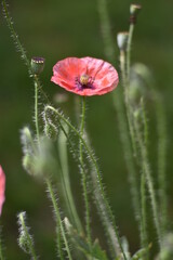 Blühender Mohn