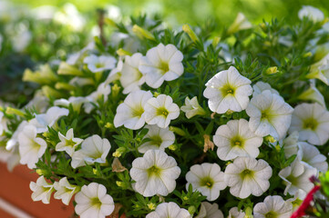 Obraz na płótnie Canvas Calibrachoa million bells beautiful flowering plant, group of white flowers in bloom, ornamental pot balcony plant