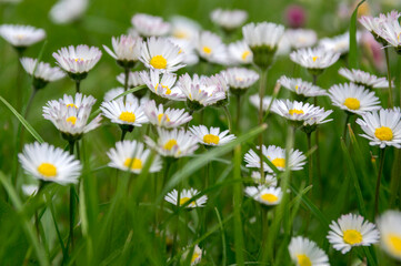 Fototapeta premium Group of blooming daisies in the grass