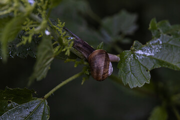 Wildlife Sanctuary Höltigbaum - snail shell