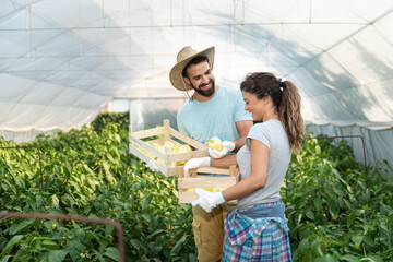 Obraz premium Young satisfied family couple picking pepper in the baskets in the greenhouse and smiling for vegetables they planted as small business and turning to the healthy and natural growing organic food