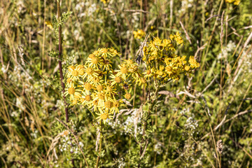 Wildlife Sanctuary H&ouml;ltigbaum - common Saint John's wort