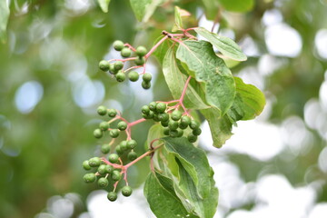 Hartriegel (Cornus) - unreife Früchte