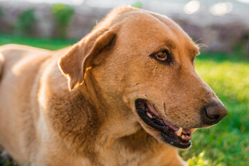 Stray dog on a green background