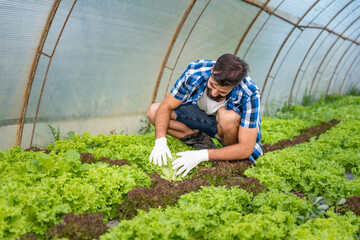 Young farmer man checking crops of the salad vegetable in his greenhouse to be sure that he is providing high quality of fresh healthy organic food for the market and customers