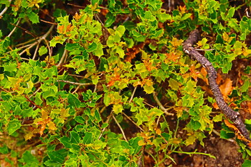 fondo naturaleza con hojas verdes en verano