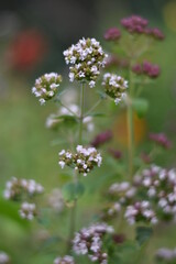 Blühender Oregano (Origanum vulgare)