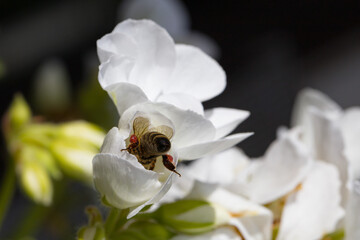 back of a honey bee collecting nectar in a white blossom