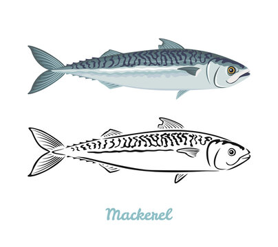 Mackerel fish vector color illustration and black and white outline.