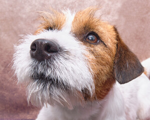 Jack russell terrier portrait on a vintage background