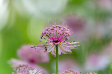 上野ファームに咲くアストランシア