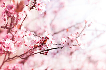 Cherry blossom branches with soft pink flowers. Spring floral background. 