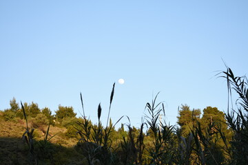 Obraz premium moon over green