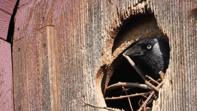 Dohle (Coloeus monedula) beim Nestbau
