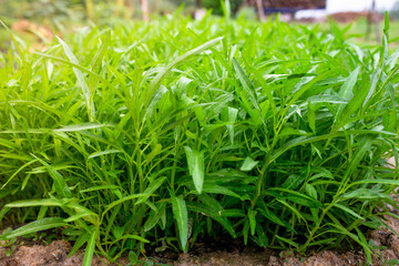 Morning glory is a plant in garden. (Convolvulaceae)