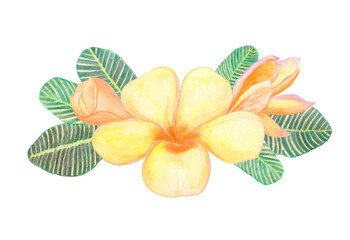 Watercolor Plumeria bouquet with leaves and buds