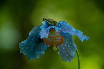 7月大雪森のガーデンに咲く青いケシ