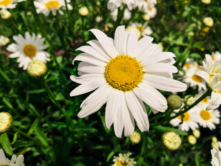 Obraz premium close-up daisy blurred backround photo