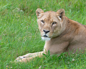 Lioness resting in the grass looking at camera