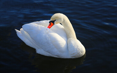 Obraz premium Photo of a white Swan on a pond in the park