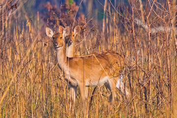 Swamp Deer, Rucervus duvaucelii, Barasingha, Royal Bardia National Park, Bardiya National Park, Nepal, Asia