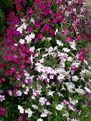 White, pink, red, crimson, purple Petunia flowers in the flower garden.