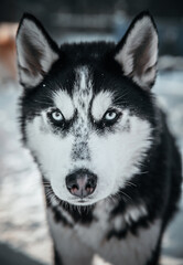Husky Dog