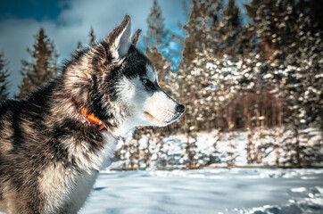 Husky Dog
