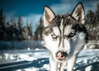 Husky Dog
