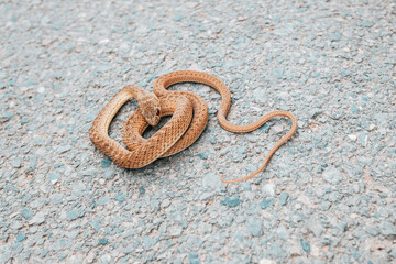 Bastard snake, Malpolon monspessulanus, typical of Europe and North Africa, resting in the sun on the asphalt of a road.