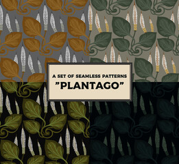 Set of seamless herbal patterns Great plantain, Plantago major. Medicinal plant wild field flower backgrounds.