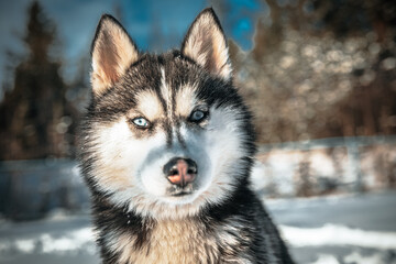 Husky Dog