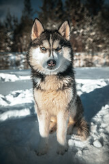 Husky Dog