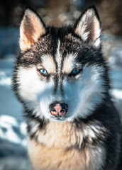 Husky Dog