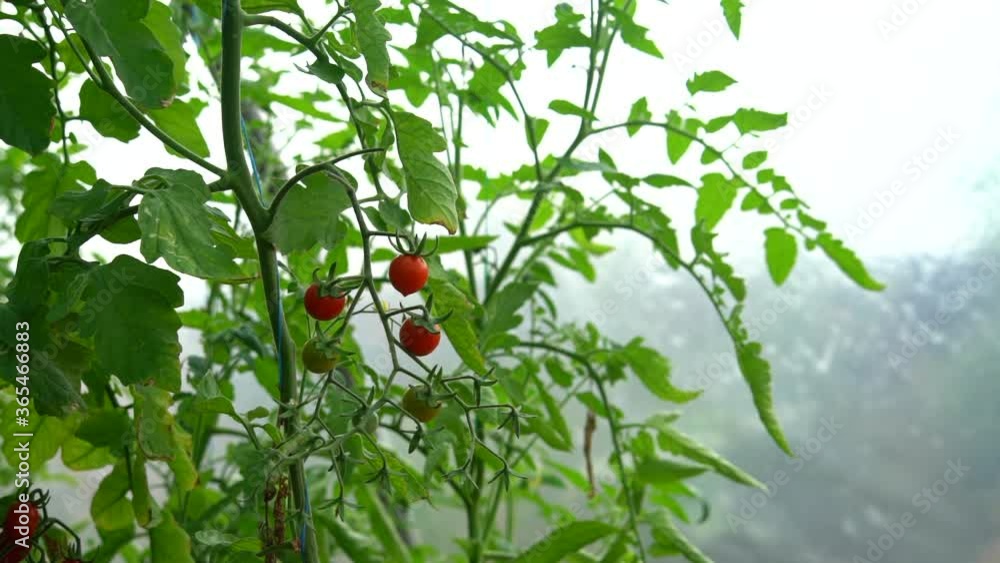 Aufkleber close-up of a branch of cherry tomatoes in a greenhouse. rain in the background. slow motion